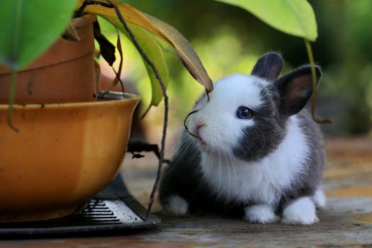 adorable pet rabbit