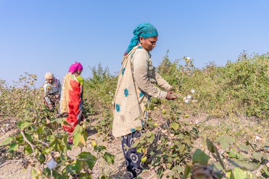 cotton field with organic crops