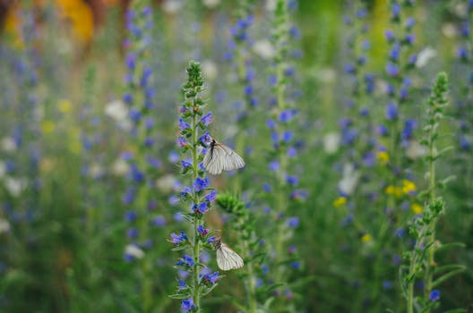 colorful native flowers attracting butterflies