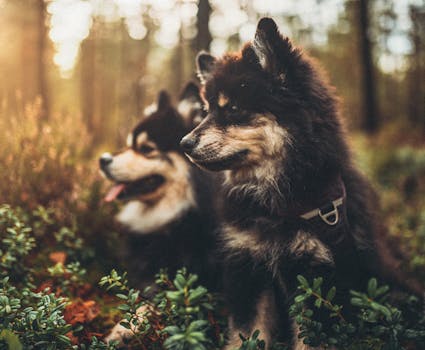 eco-friendly pet carrier