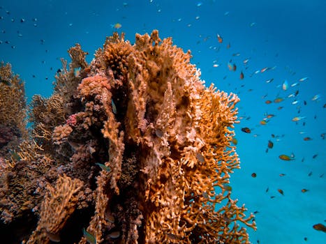 vibrant coral reef ecosystem