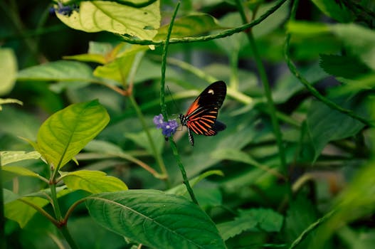 colorful garden with pollinator plants