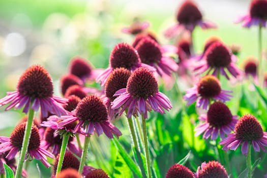 Colorful wildflowers attracting pollinators