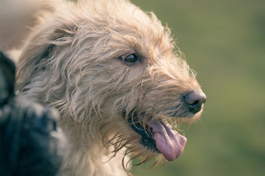 happy dog walking in the park